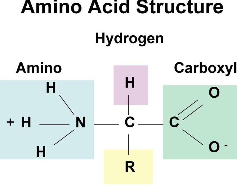 Gambar Struktur Asam Amino Dengan Gugus R Mengutub Tak Bermuatan - KibrisPDR
