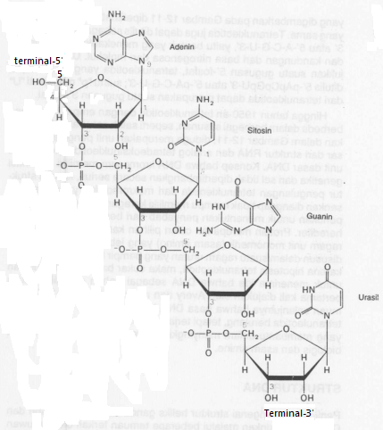 Detail Gambar Struktur Asam Nukleat Nomer 26