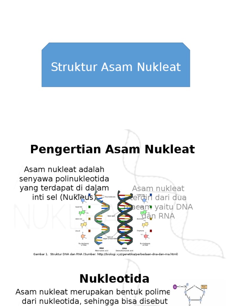 Detail Gambar Struktur Asam Nukleat Nomer 40