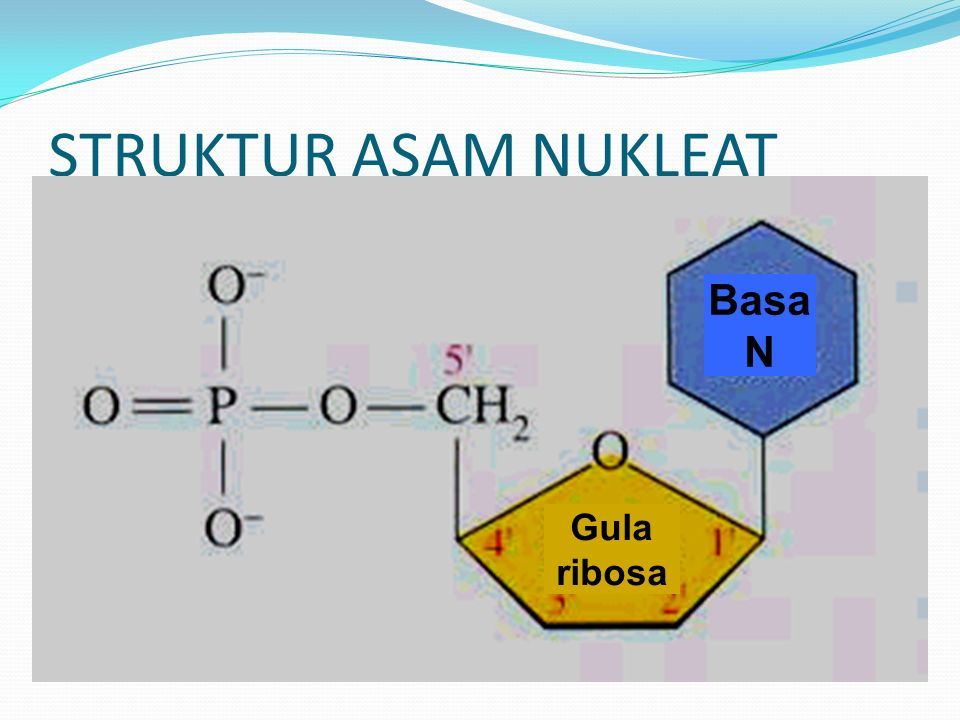 Detail Gambar Struktur Asam Nukleat Nomer 6