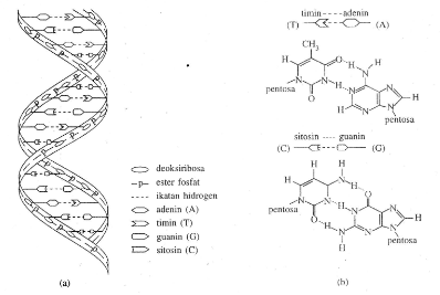 Detail Gambar Struktur Asam Nukleat Nomer 50