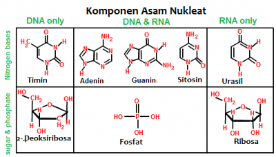 Detail Gambar Struktur Asam Nukleat Nomer 9