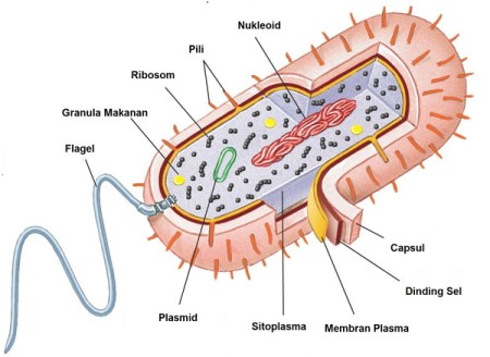 Detail Gambar Struktur Bakteri Nomer 2