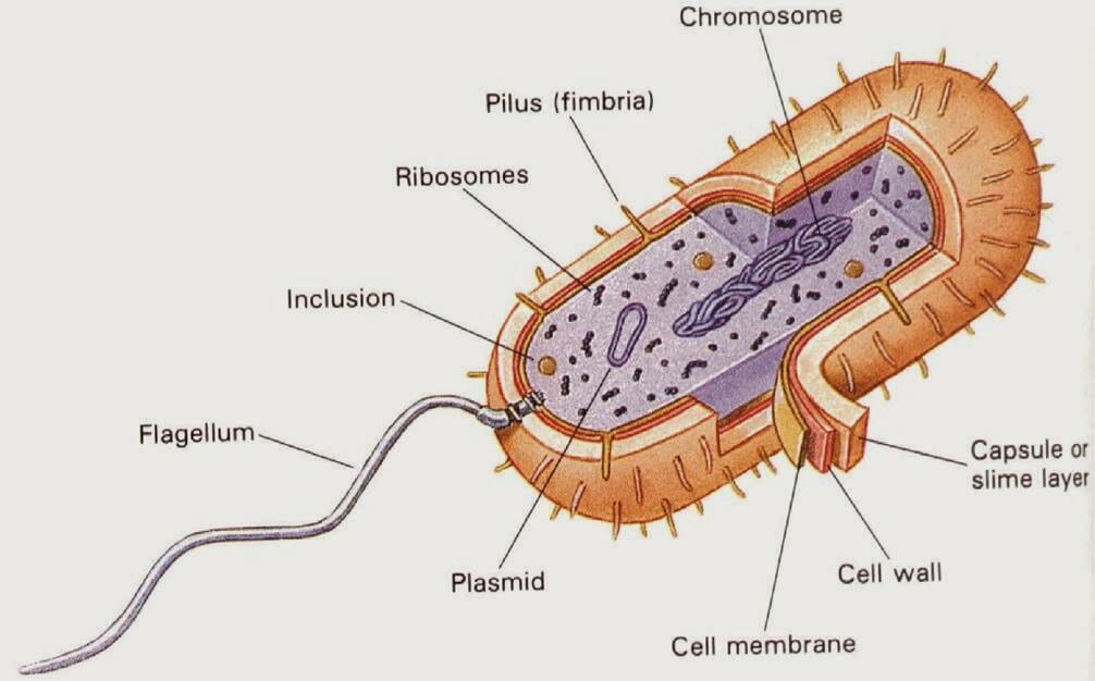Detail Gambar Struktur Bakteri Nomer 5