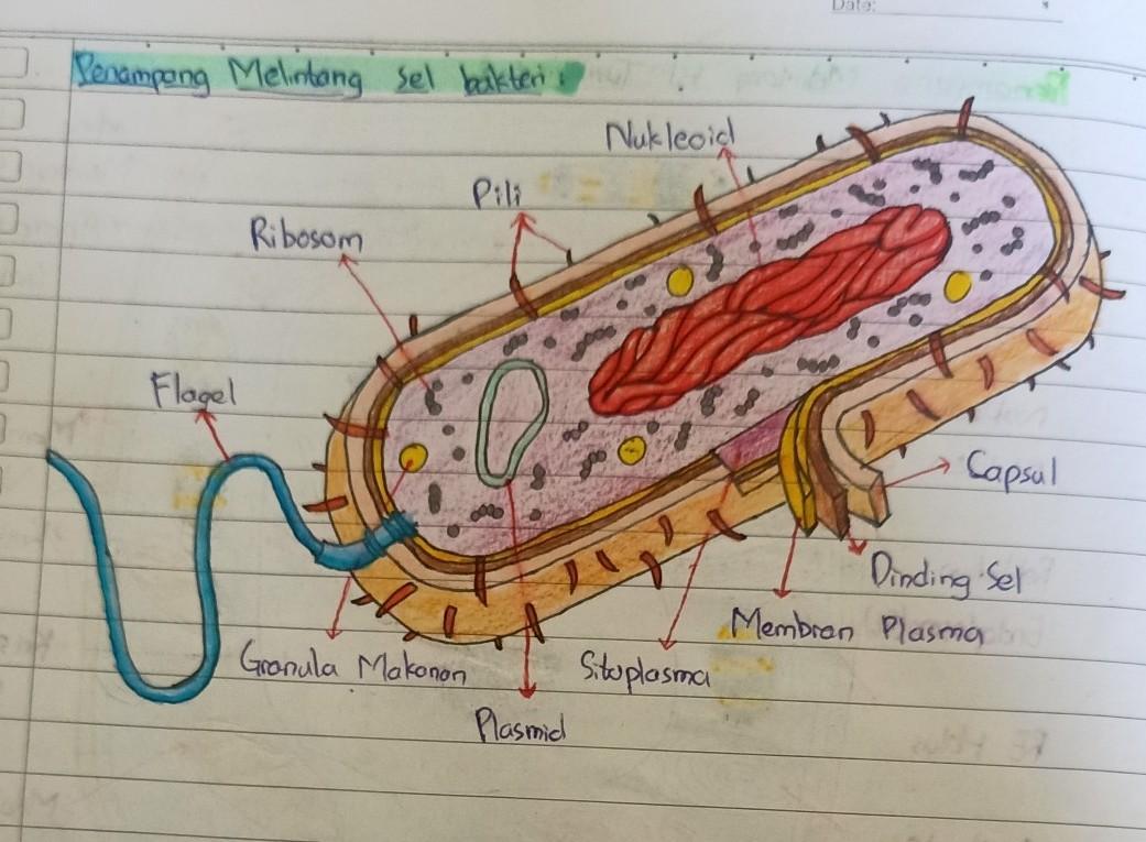 Detail Gambar Struktur Bakteri Nomer 8