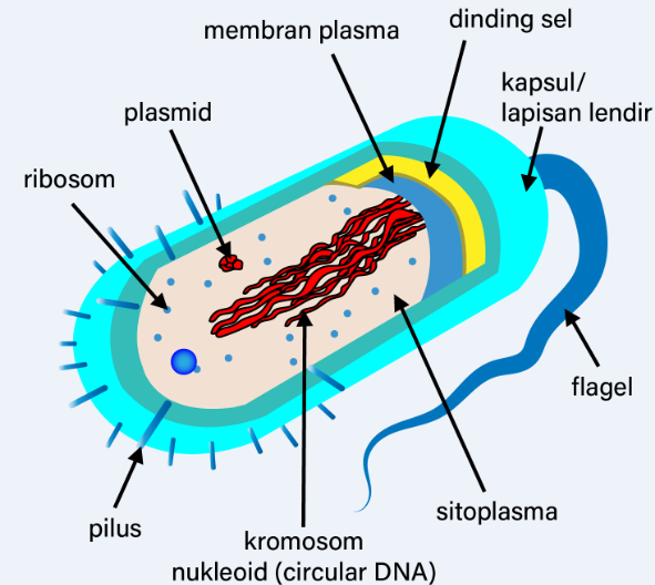 Detail Gambar Struktur Bakteri Nomer 12