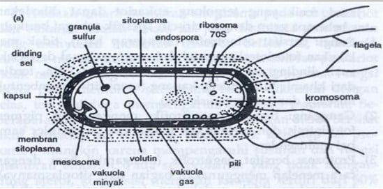 Detail Gambar Struktur Bakteri Nomer 17