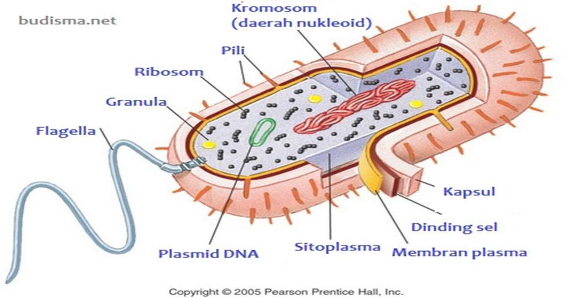 Detail Gambar Struktur Bakteri Nomer 18