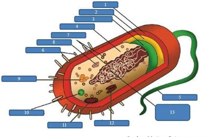 Detail Gambar Struktur Bakteri Nomer 20
