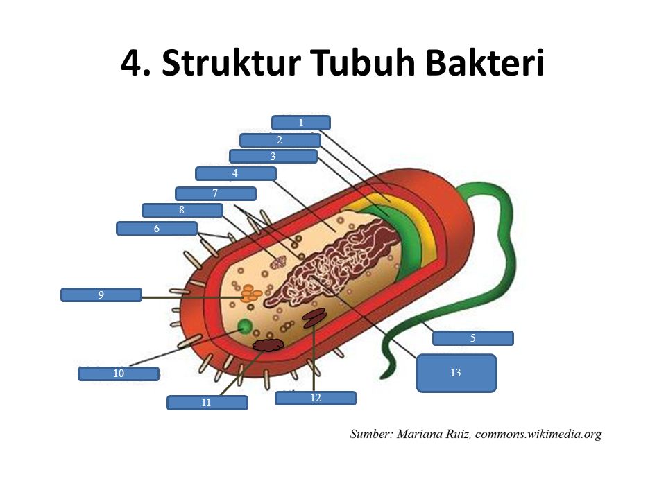 Detail Gambar Struktur Bakteri Nomer 22