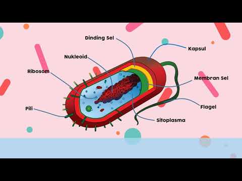 Detail Gambar Struktur Bakteri Nomer 24