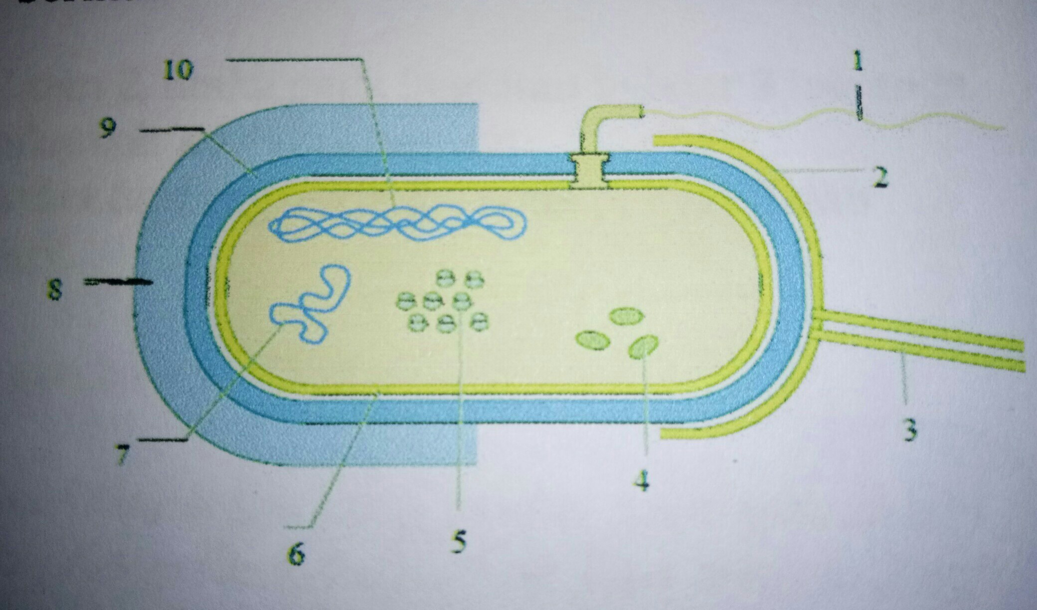 Detail Gambar Struktur Bakteri Nomer 31