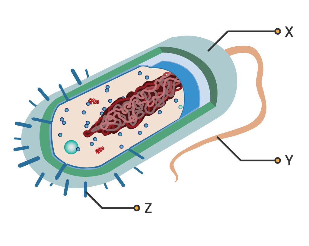 Detail Gambar Struktur Bakteri Nomer 33