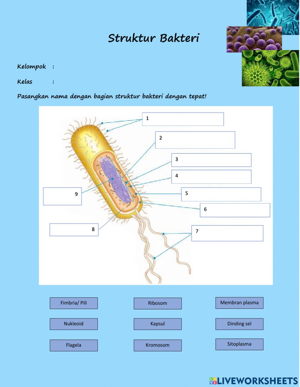 Detail Gambar Struktur Bakteri Nomer 36