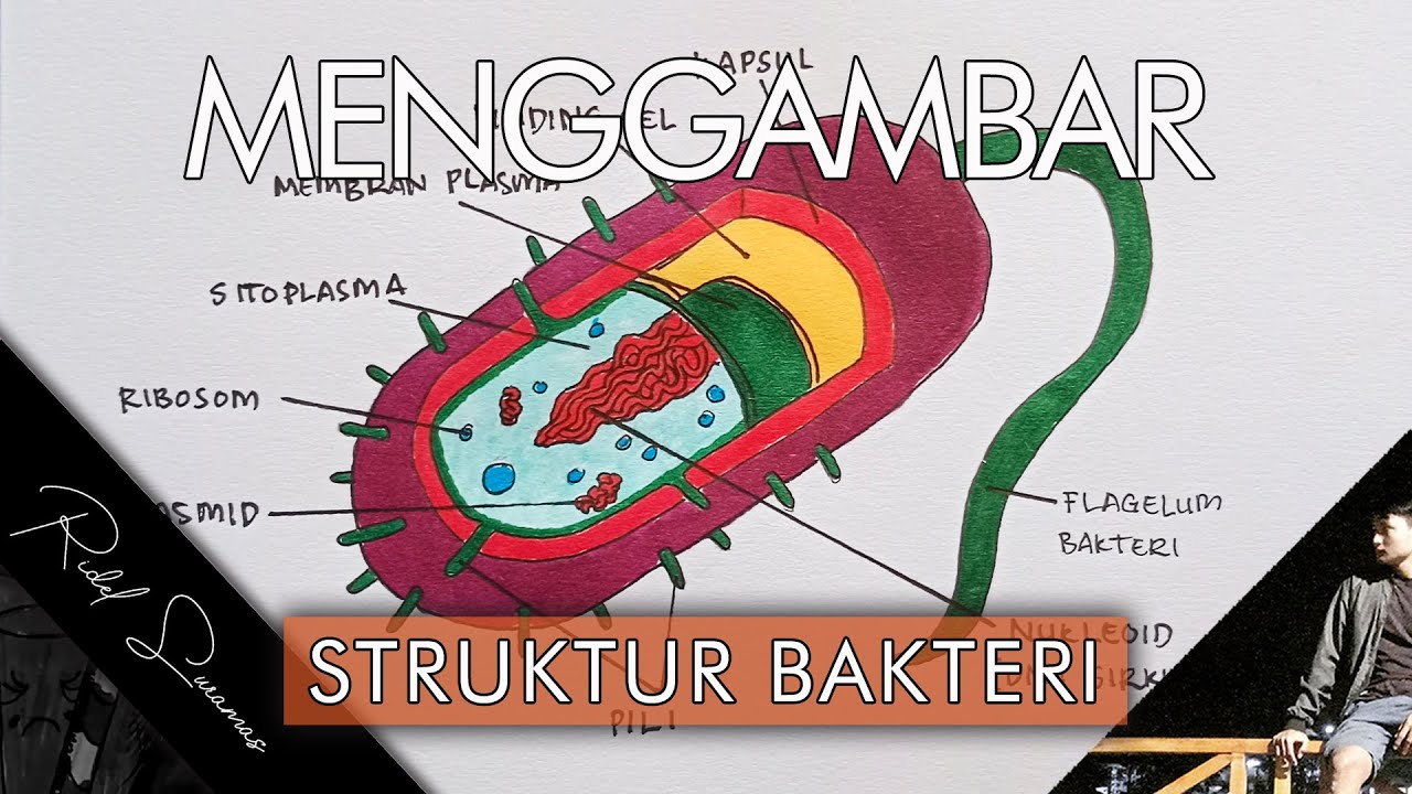 Detail Gambar Struktur Bakteri Nomer 38