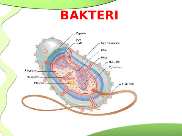 Detail Gambar Struktur Bakteri Nomer 40