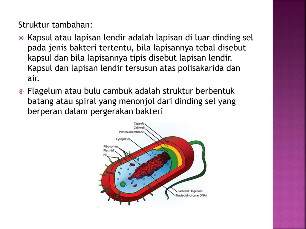 Detail Gambar Struktur Bakteri Nomer 43