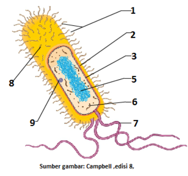 Detail Gambar Struktur Bakteri Nomer 47