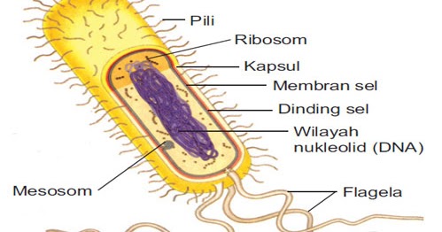 Detail Gambar Struktur Bakteri Nomer 49