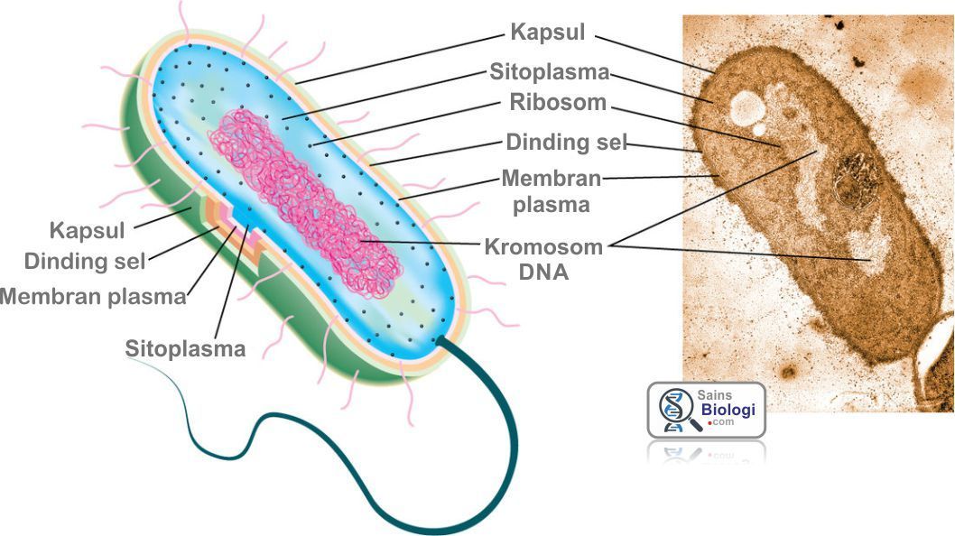 Detail Gambar Struktur Bakteri Nomer 50