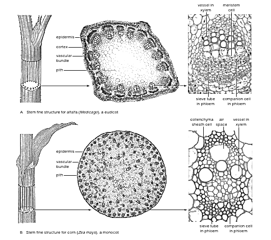 Detail Gambar Struktur Batang Nomer 28