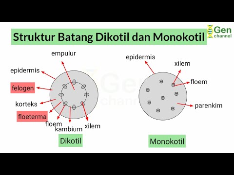 Detail Gambar Struktur Batang Dikotil Nomer 13