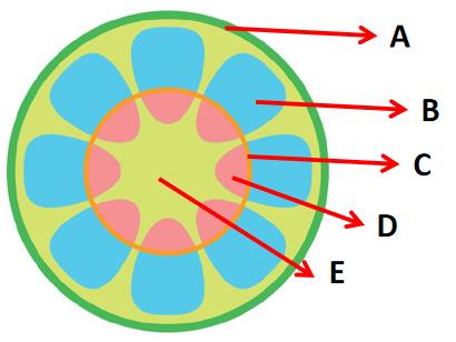 Detail Gambar Struktur Batang Dikotil Nomer 30