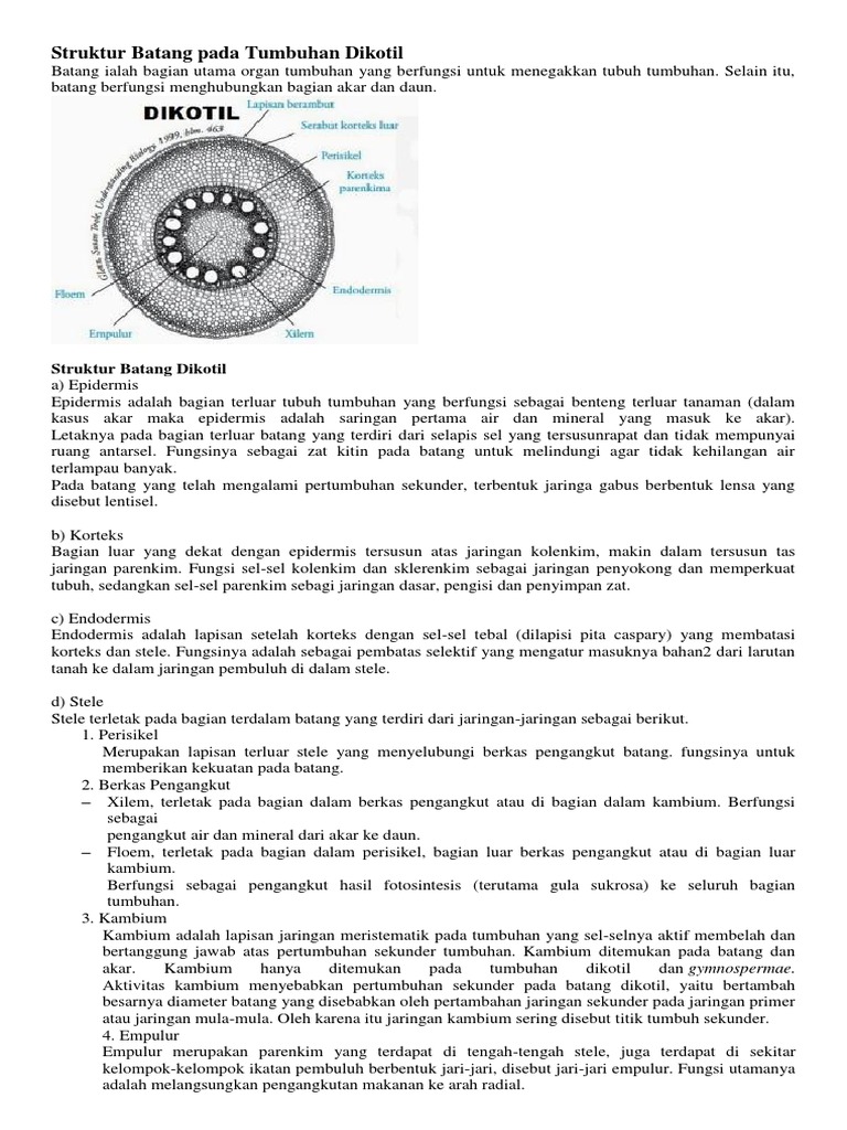 Detail Gambar Struktur Batang Dikotil Nomer 32
