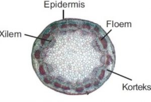 Detail Gambar Struktur Batang Dikotil Dan Monokotil Nomer 34