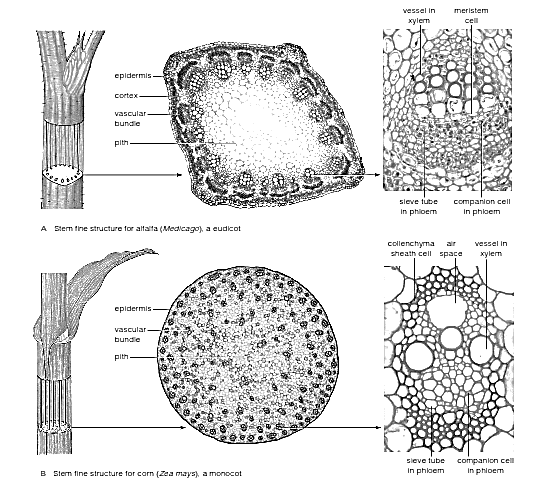 Detail Gambar Struktur Batang Monokotil Nomer 36