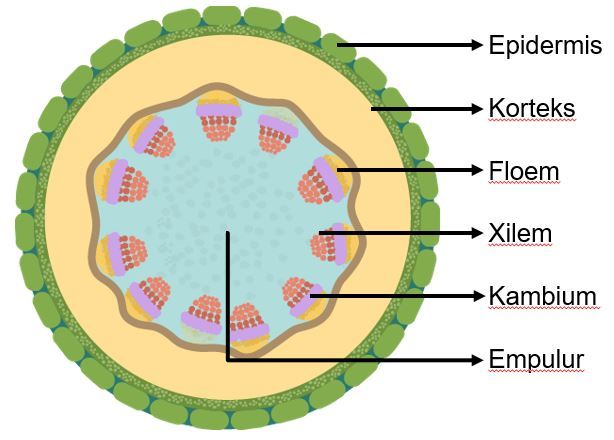 Detail Gambar Struktur Batang Monokotil Nomer 39