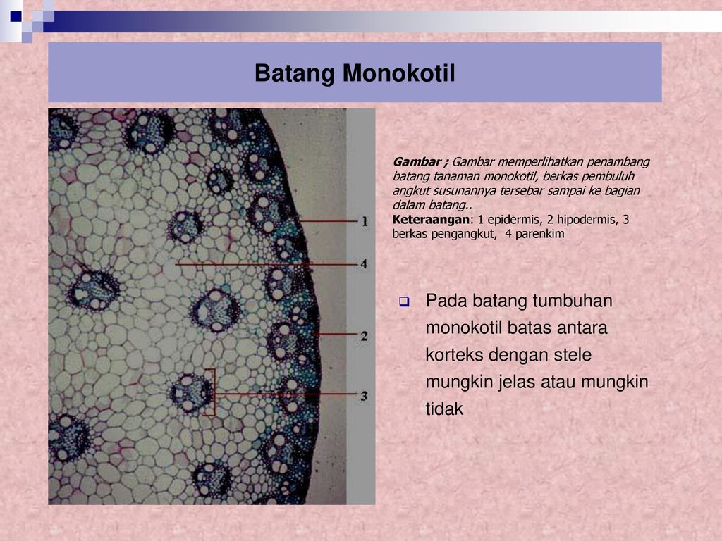 Detail Gambar Struktur Batang Monokotil Nomer 53