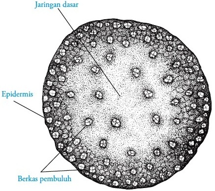 Detail Gambar Struktur Batang Monokotil Dan Dikotil Nomer 22