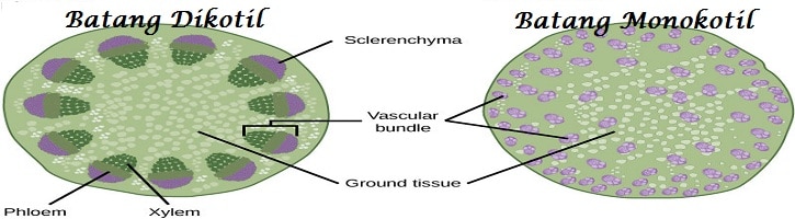 Detail Gambar Struktur Batang Monokotil Dan Dikotil Nomer 32