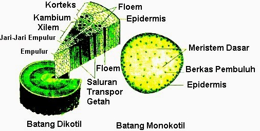 Detail Gambar Struktur Batang Monokotil Dan Dikotil Nomer 46