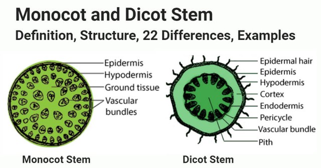 Detail Gambar Struktur Batang Monokotil Dan Dikotil Nomer 6