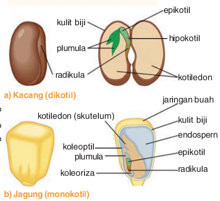 Gambar Struktur Biji - KibrisPDR