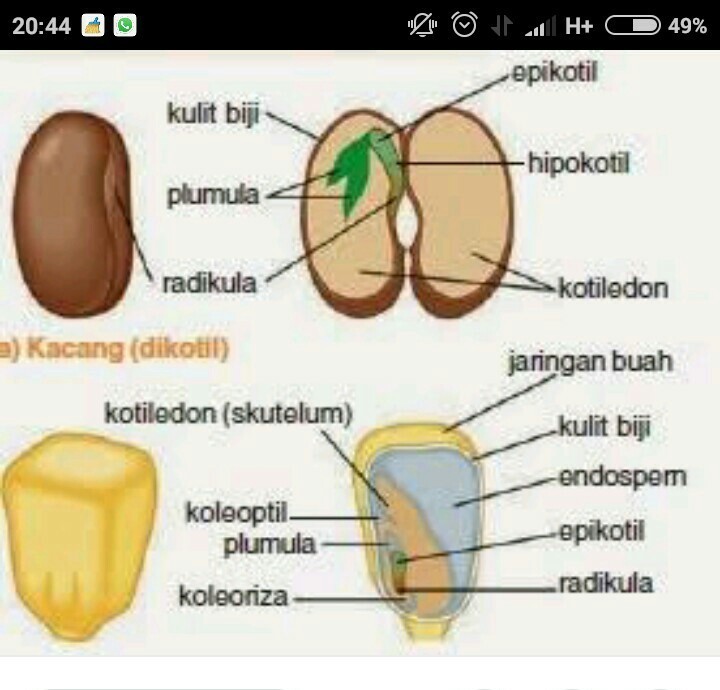 Detail Gambar Struktur Biji Nomer 12