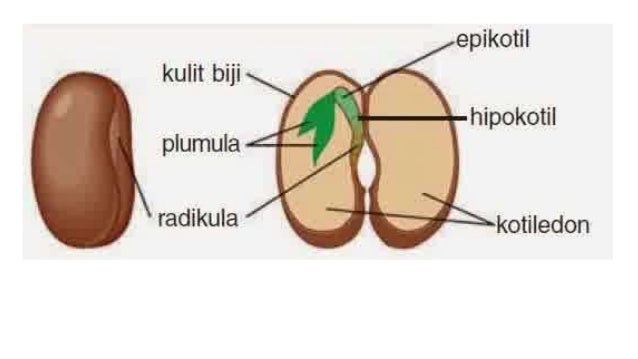 Detail Gambar Struktur Biji Nomer 14