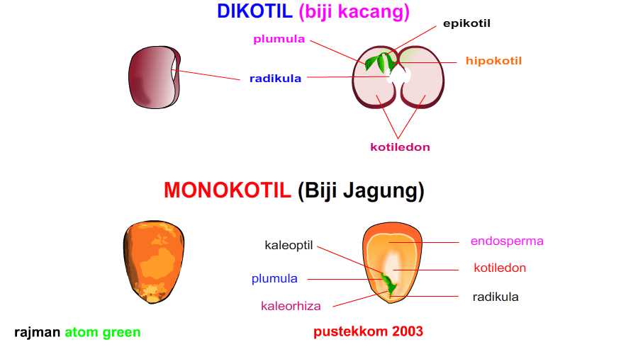 Detail Gambar Struktur Biji Nomer 15