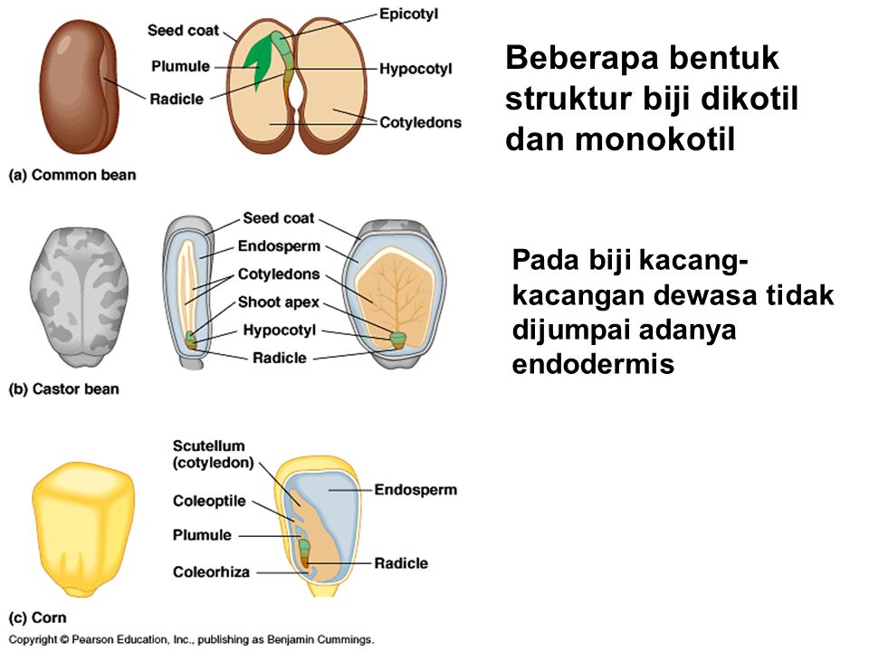 Detail Gambar Struktur Biji Nomer 16