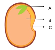 Detail Gambar Struktur Biji Nomer 17