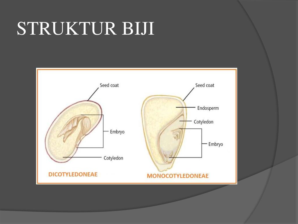 Detail Gambar Struktur Biji Nomer 19