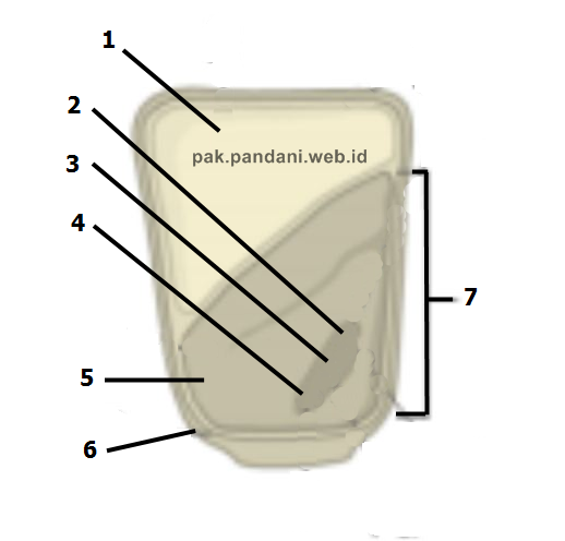 Detail Gambar Struktur Biji Nomer 22