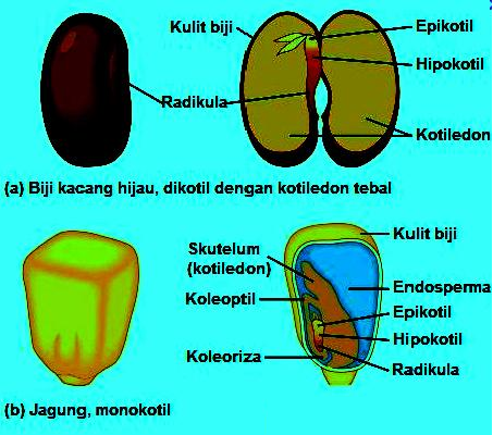 Detail Gambar Struktur Biji Nomer 23