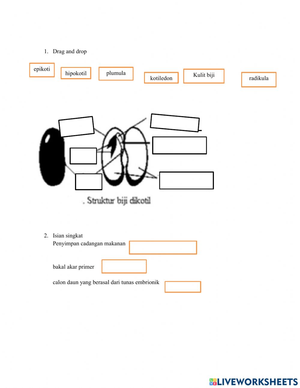 Detail Gambar Struktur Biji Nomer 24