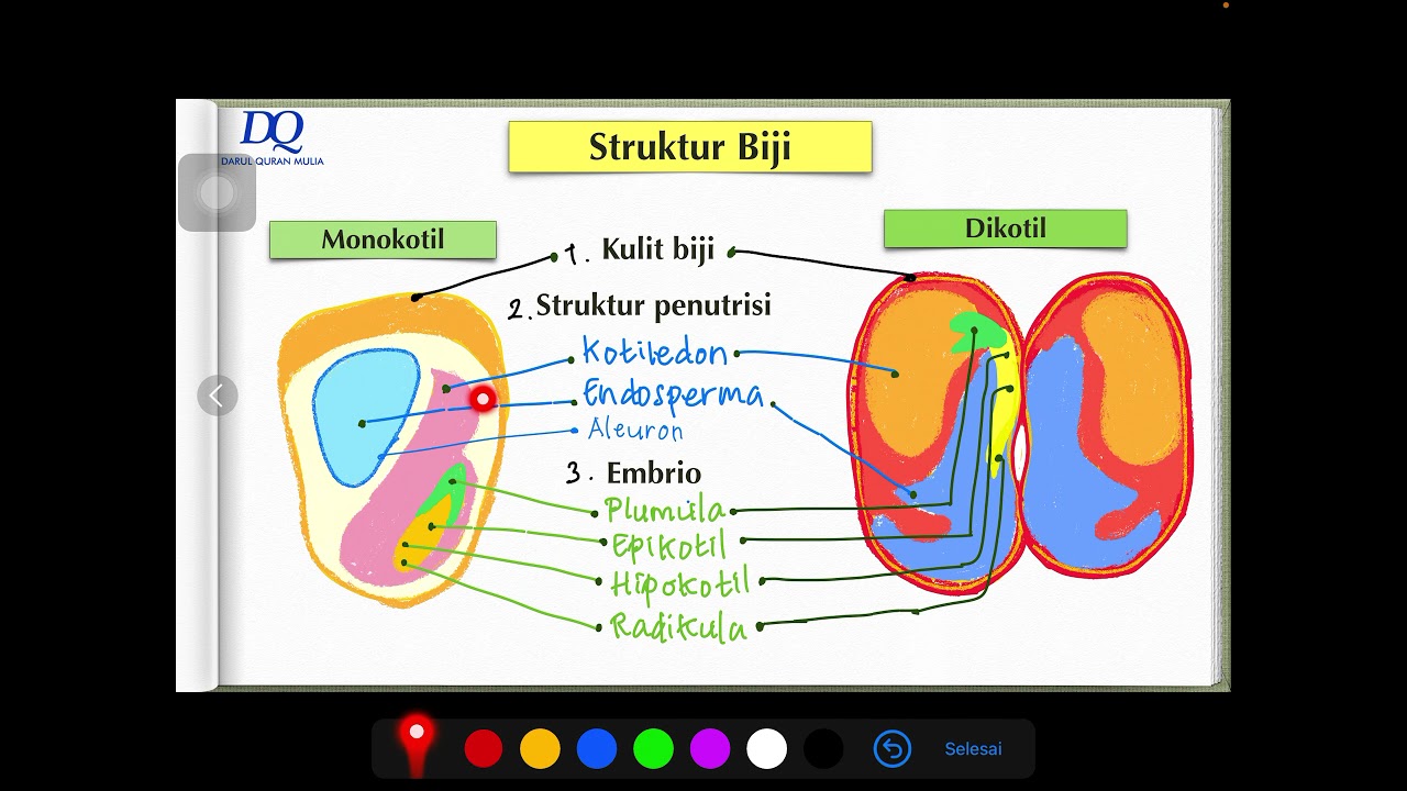 Detail Gambar Struktur Biji Nomer 31