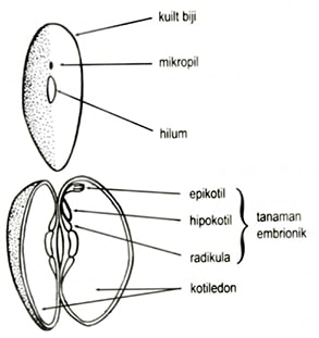 Detail Gambar Struktur Biji Nomer 34
