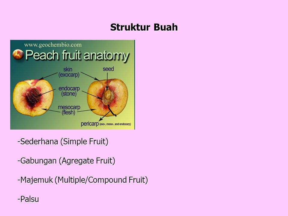 Detail Gambar Struktur Biji Nomer 35