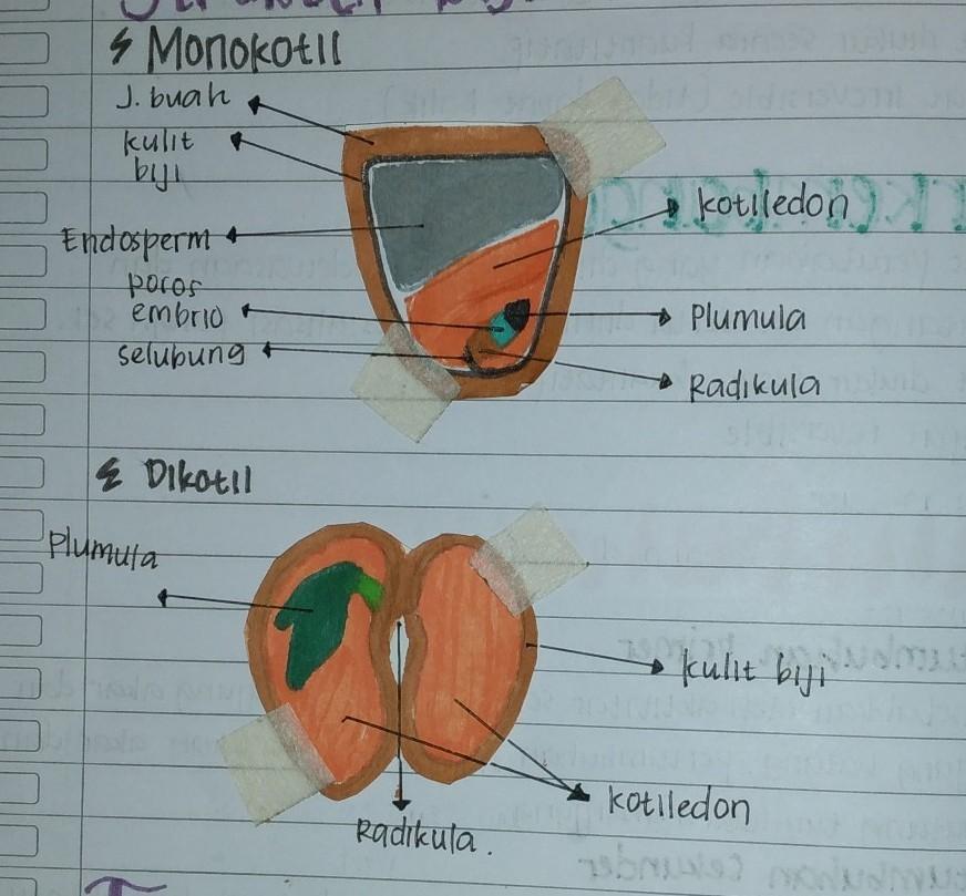 Detail Gambar Struktur Biji Nomer 37